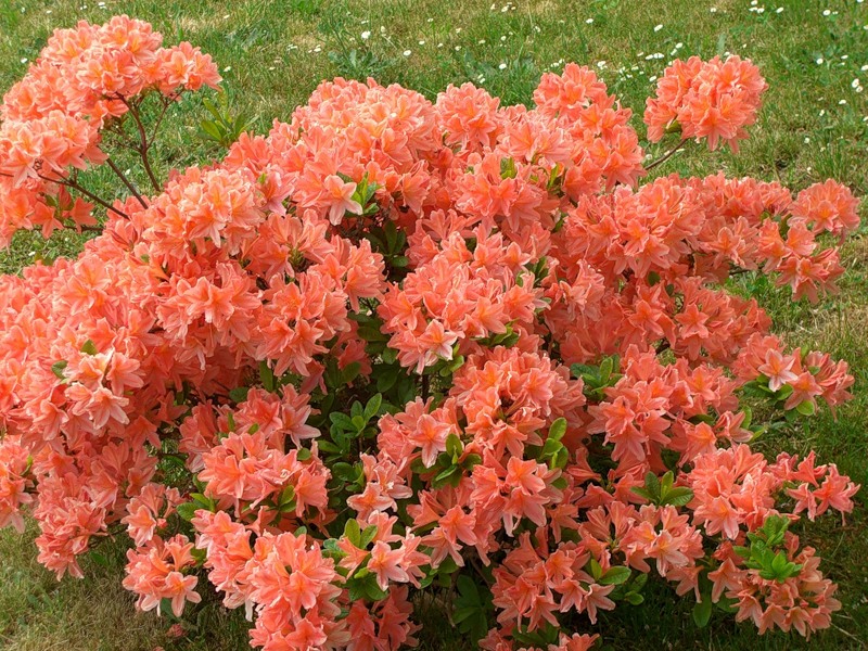 Цветущие кустарники зимостойкие названия фото. Рододендрон японский листопадный.